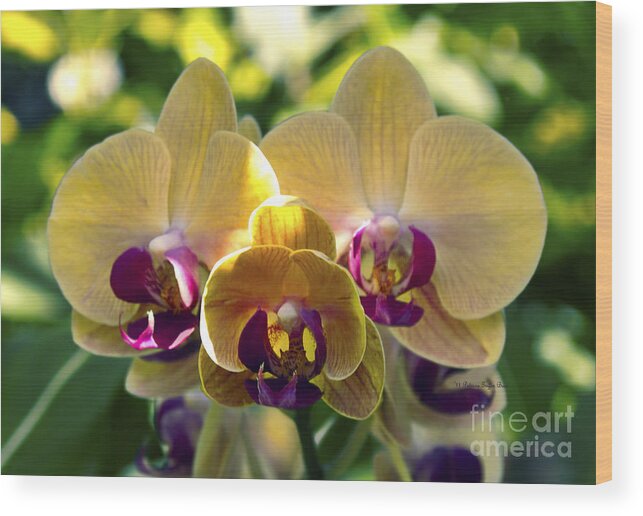 Fine Art Photography Wood Print featuring the photograph Orchid Study VIII by Patricia Griffin Brett