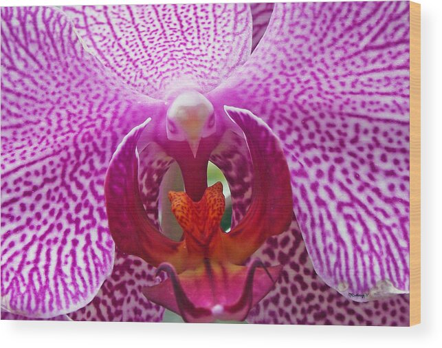 Plants Wood Print featuring the photograph Orchid Upclose by Duane McCullough