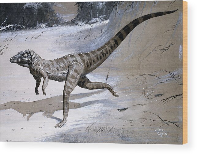 Ornithosuchus Wood Print featuring the photograph Ornithosuchus Prehistoric Reptile by Natural History Museum, London/science Photo Library