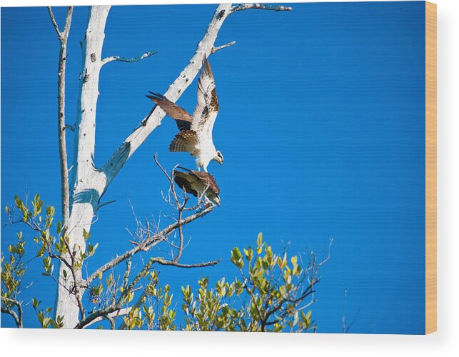 Wildlife Wood Print featuring the photograph Osprey Eagle Wil 508 by Gordon Sarti