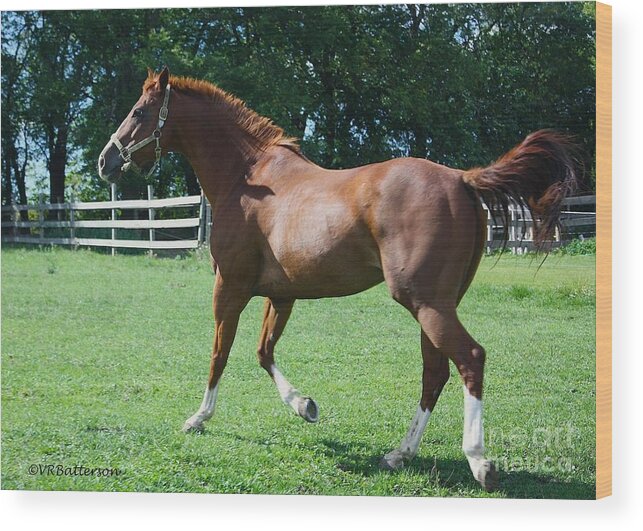 Horse Wood Print featuring the photograph Out for a Trot by Veronica Batterson
