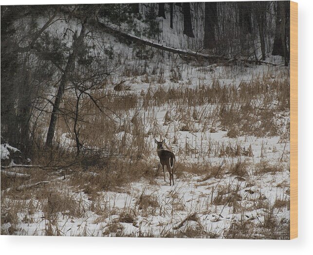 White Tailed Deer Wood Print featuring the photograph Out of the Tangle by Thomas Young