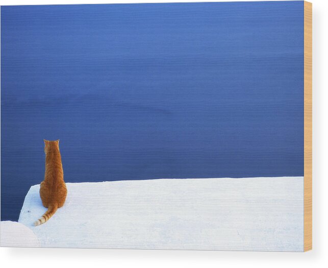Cat Wood Print featuring the photograph Overlook by Max Waugh