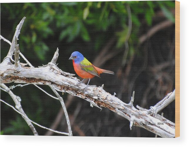 Painted Bunting Wood Print featuring the photograph Painted Bunting perched on limb by Dan Williams