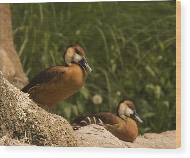 Duck Wood Print featuring the photograph Pair of Ducks by Tracy Winter