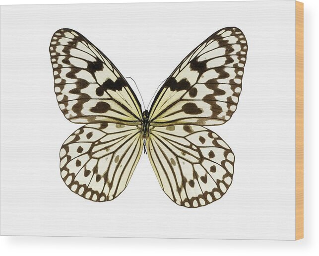Entomology Wood Print featuring the photograph Paper kite butterfly by Science Photo Library