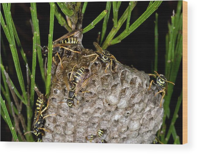 Nobody Wood Print featuring the photograph Paper Wasp Colony by Bob Gibbons