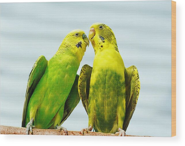 Birds Wood Print featuring the photograph Parakeet Love by Abram House