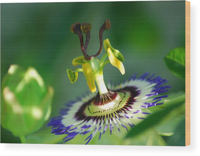Passion Flower Wood Print featuring the photograph Passion Flower by Wanda Jesfield
