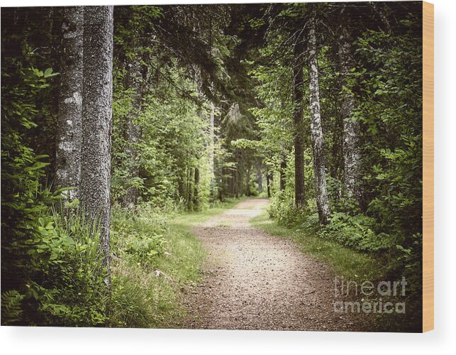 Path Wood Print featuring the photograph Path in green forest by Elena Elisseeva