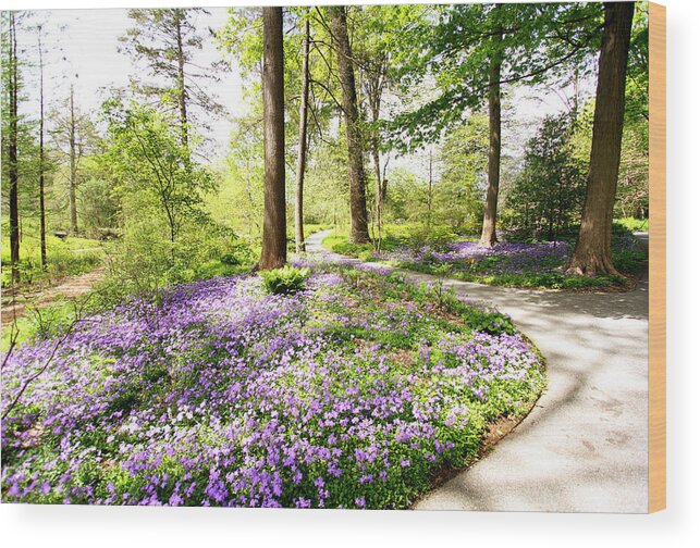 Spring Wood Print featuring the photograph Path of Serenity by Trina Ansel