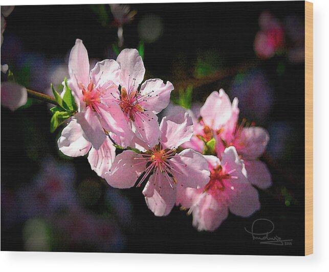 Blossoms Wood Print featuring the photograph Peach Blossoms by Ludwig Keck