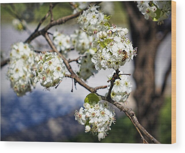 Pear Wood Print featuring the photograph Pear Blossom Pollinator by Cricket Hackmann