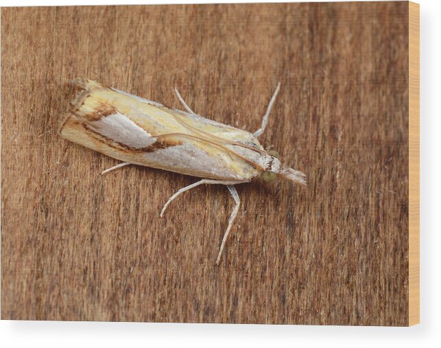 Insect Wood Print featuring the photograph Pearl Grass-veneer Moth by Nigel Downer