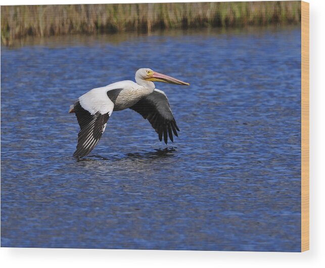 Pelican Wood Print featuring the photograph Pelican by Bill Dodsworth