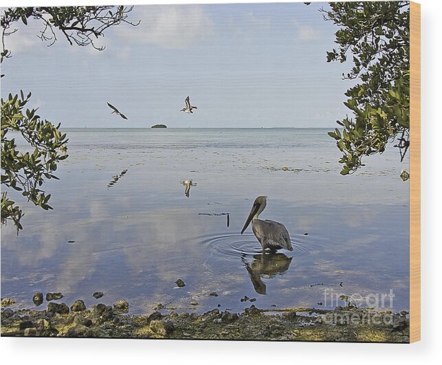 Florida Wood Print featuring the photograph Pelican by Bruce Bain