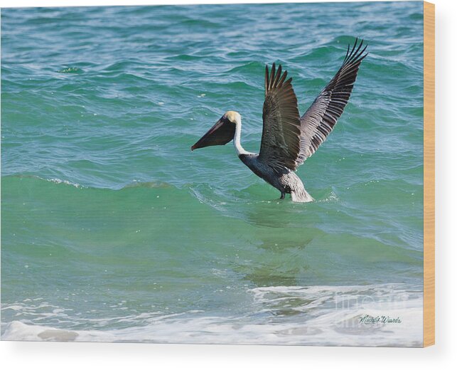 Pelican Preparing For Takeoff Wood Print featuring the photograph Pelican Preparing for Takeoff by Michelle Constantine