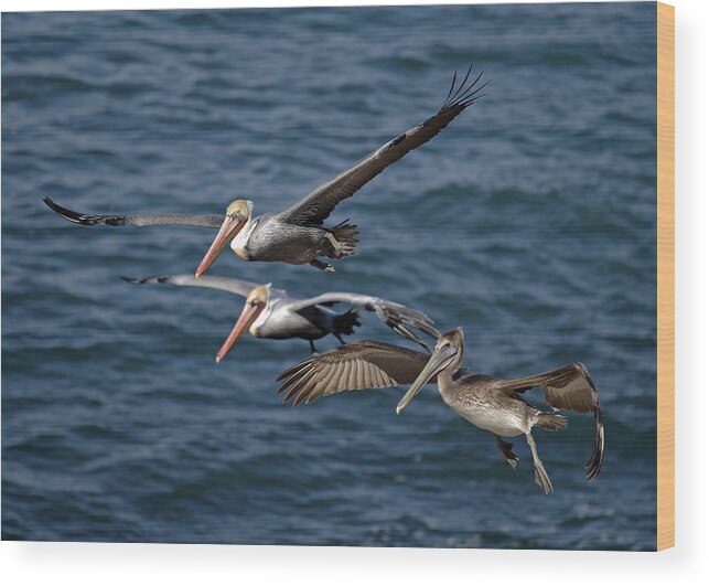 Pelicans Wood Print featuring the photograph Pelicans in Flight by Dusty Wynne
