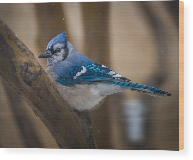 Blue Jay Wood Print featuring the photograph Perched Jay by David Downs