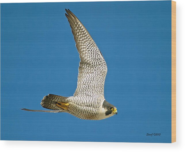 Falcon Wood Print featuring the photograph Peregrine Falcon Fly-By by Stephen Johnson