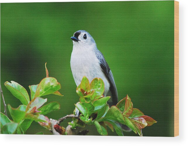 Bird Wood Print featuring the photograph Perfect Pose by Linda Segerson