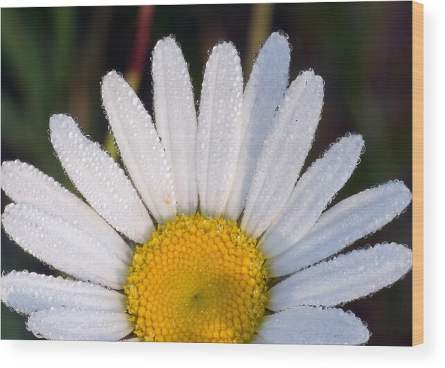 Daisy Wood Print featuring the photograph Petals and Dew by Paul Johnson