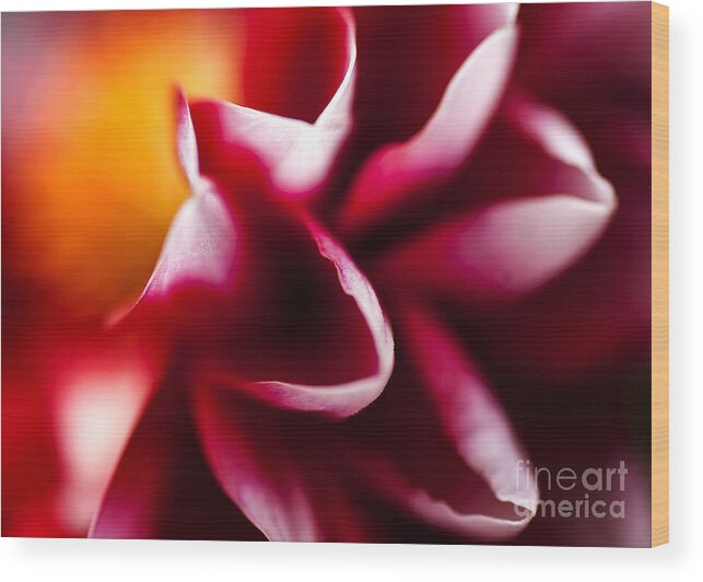 Flower Wood Print featuring the photograph Petals of an Aster by Barry Weiss