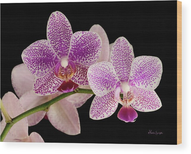 Orchids Wood Print featuring the photograph Phal by Vickie Szumigala
