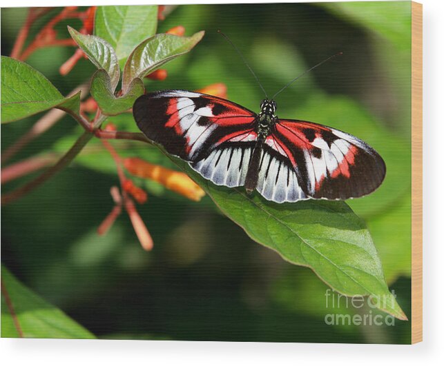 Macro Wood Print featuring the photograph Piano Key Butterfly on Fire Bush by Sabrina L Ryan