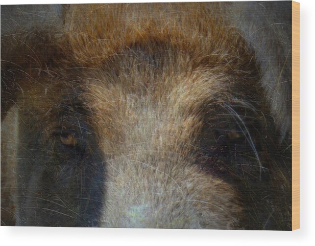  Piggy Wood Print featuring the photograph The Pig , hog ,Boar by Marysue Ryan