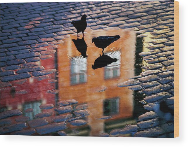 Pigeons Wood Print featuring the photograph Pigeons by Allan Wallberg