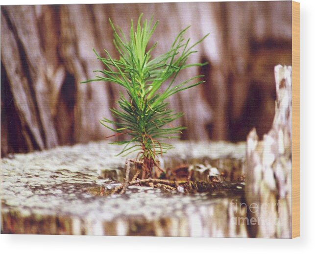 Pine Wood Print featuring the photograph Pine seedling by Cynthia Marcopulos