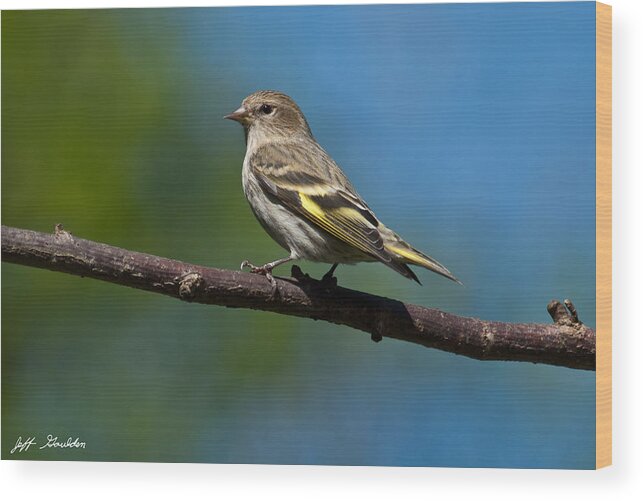 Animal Wood Print featuring the photograph Pine Siskin Perched on a Branch by Jeff Goulden