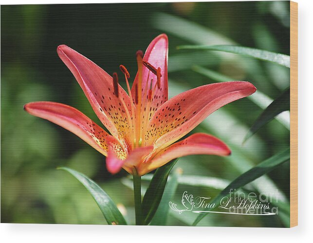 Pink Wood Print featuring the photograph Pink Day Lily 20120614_41a by Tina Hopkins