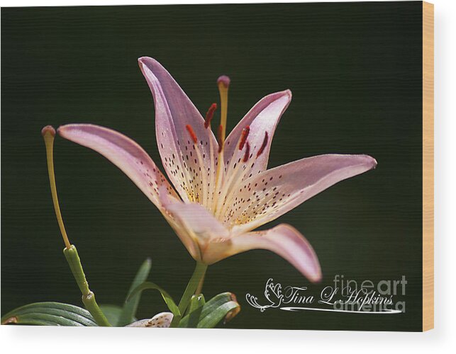 Pink Wood Print featuring the photograph Pink Day Lily 20120615_41a by Tina Hopkins