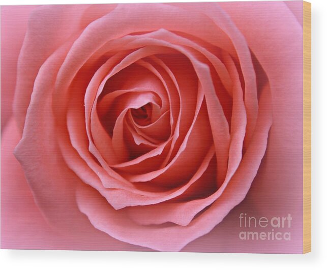 Pink Rose Wood Print featuring the photograph Pink Desire by Clare Bevan