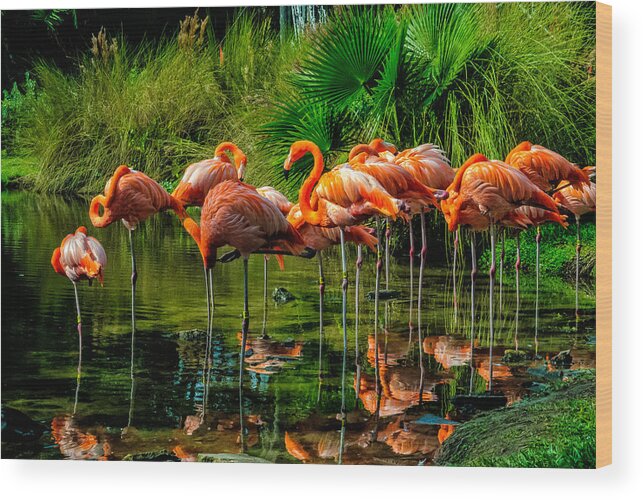 Nature Wood Print featuring the photograph Pink Flamingos by Louis Dallara