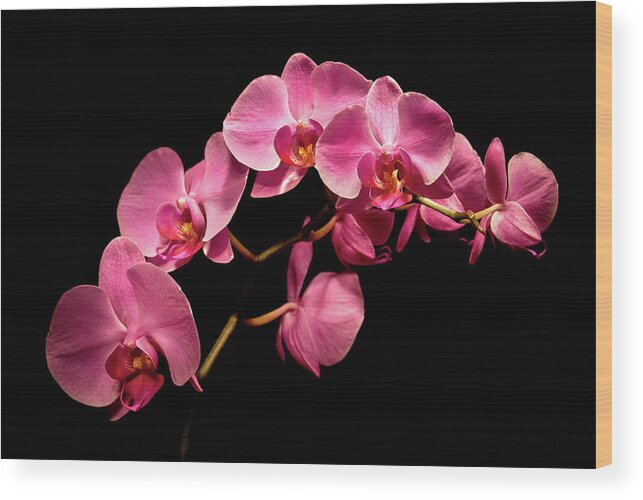 Michigan Fine Art Photographer Wood Print featuring the photograph Pink Orchids 3 by Onyonet Photo studios