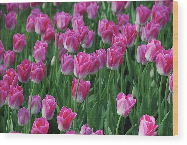 Pink Tulips Wood Print featuring the photograph Pink Tulips 2 by Allen Beatty