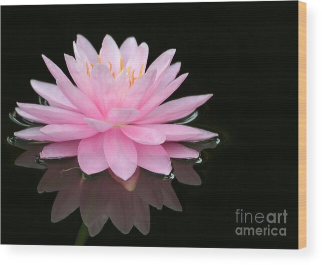 Pink Wood Print featuring the photograph Pink Water Lily in a Dark Pond by Sabrina L Ryan