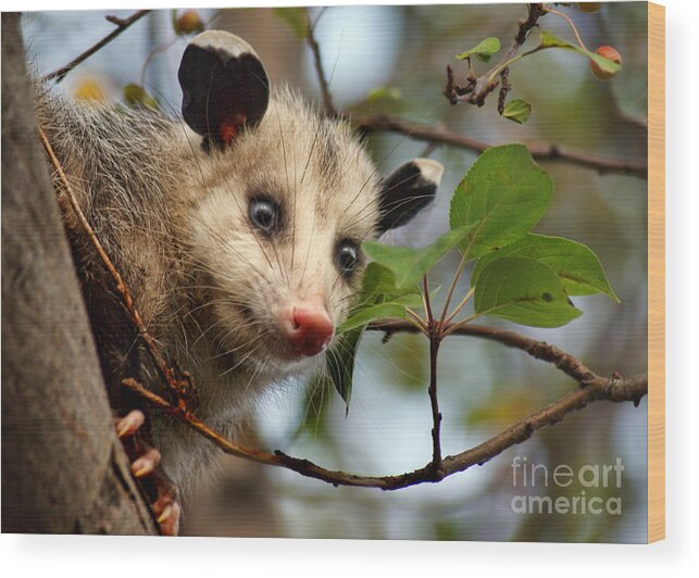 Animals Wood Print featuring the photograph Playing Possum by Nikolyn McDonald