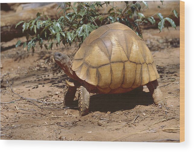 Feb0514 Wood Print featuring the photograph Ploughshare Tortoise Portrait by Konrad Wothe