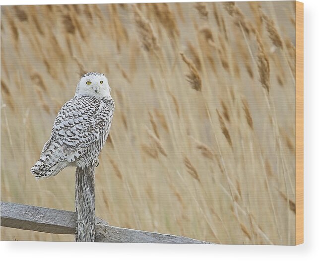 Snowy Owl Wood Print featuring the photograph Plum Island Snowy Owl on a Fence Post by John Vose