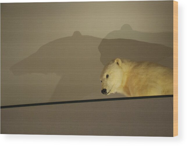 Natural History Wood Print featuring the photograph Polar Bear Shadows by Kenny Glover