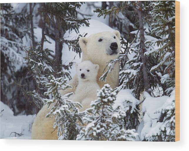 Polar Bear Wood Print featuring the photograph Polar Bear With Cub by M. Watson