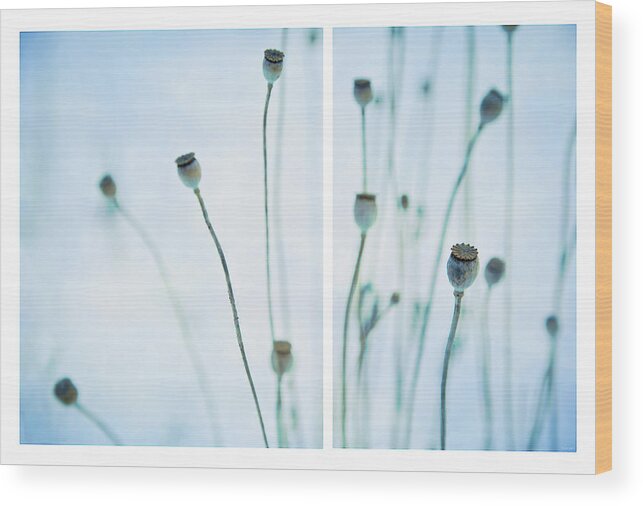 Seeds Wood Print featuring the photograph Poppy Seed Pods by Theresa Tahara