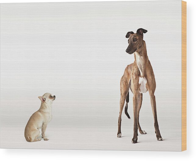 Pets Wood Print featuring the photograph Portrait Of Chihuahua And Greyhound by Compassionate Eye Foundation/david Leahy