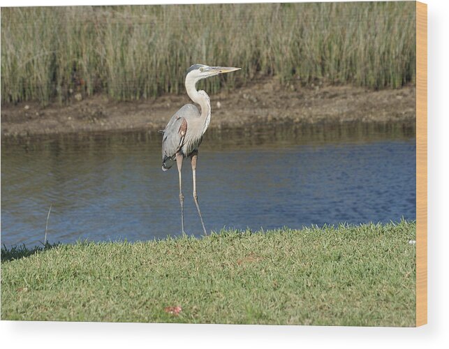 Blue Heron Wood Print featuring the photograph Posing Heron by Lois Lepisto