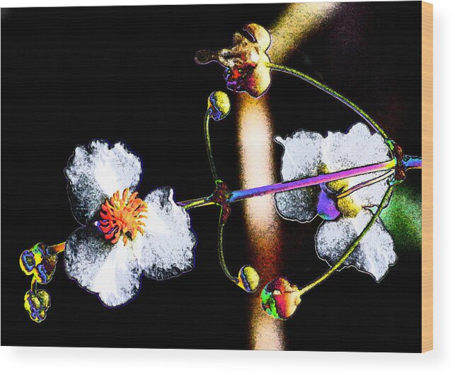 Powder Flower Wood Print featuring the photograph Powder Flower by Kim Pate