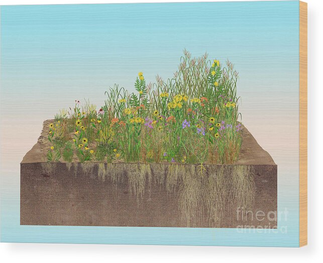 Prairie Wood Print featuring the photograph Prairie Plants Succession, Illustration by Carlyn Iverson